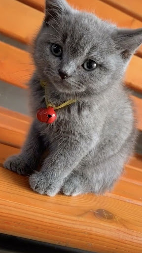 British Shorthair Wallpapers Screen 2