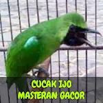 Cover Image of ダウンロード Masteran Cucak Ijo Gacor 1.8 APK
