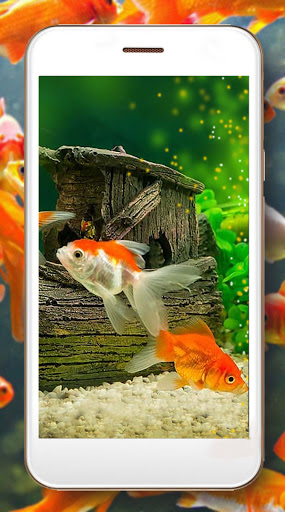 Gold Aquarium Fishes