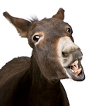 Cover Image of Download Donkeys wallpapers - pictures of donkeys 1.0 APK