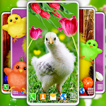 Cover Image of Download Easter Chicks Live Wallpaper  APK
