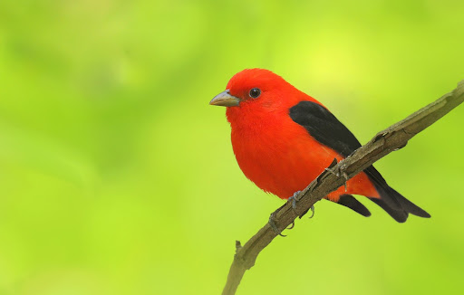 Android application scarlet tanager Wallpaper HD screenshort