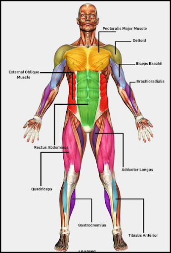 Download Human anatomy. 3D Human Body Course Free for Android 