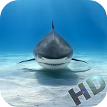 Cover Image of Download Sharks Video Live Wallpaper  APK