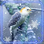 Cover Image of Download Birds Winter HD  APK