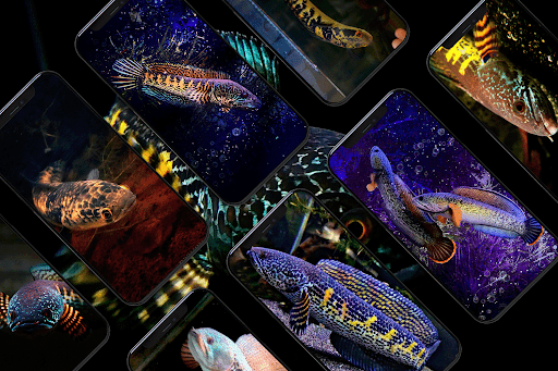 Android application Channa Fish Wallpapers screenshort