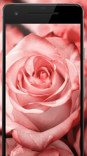 Flower Wallpapers: Rosely 2 Screen 3
