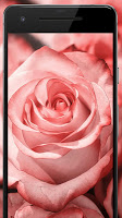 Rose Flower Wallpapers: Rosefy