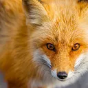 Fox Hintergrundbilder 