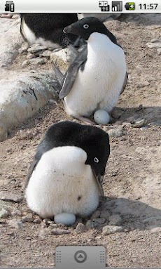 ペンギンがいっぱい！のおすすめ画像3