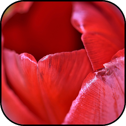 Значок приложения "Красные тюльпаны обои и фоны"