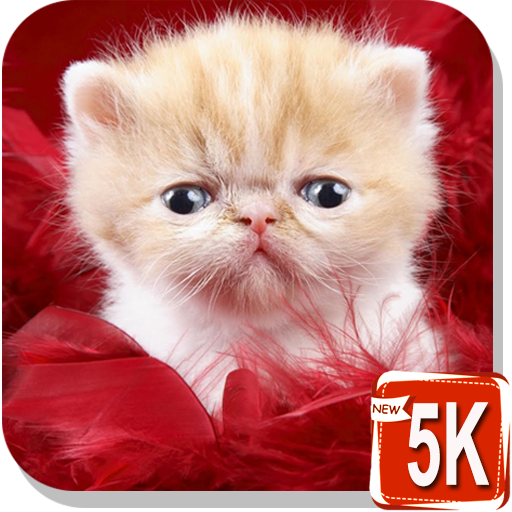 Baby Cat Wallpapers  Icon