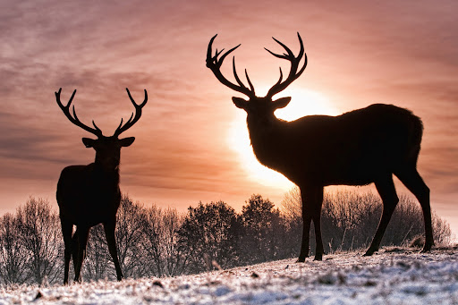 Deer Wallpaper HD Screen 2