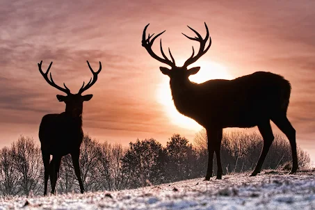 Deer Wallpaper HD