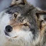 Wolfs Wallpapers HD icon