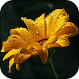 Raindrops on Flower Wallpaper icon