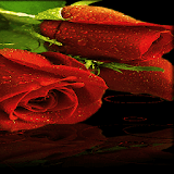 Red Roses Live Wallpaper icon