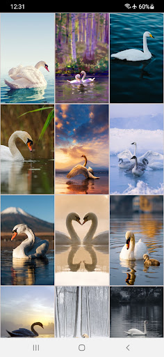 Swan Wallpapers Screen 2