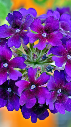 Verbena Wallpapers