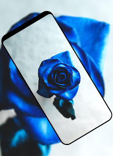 Wallpapers - Flowers