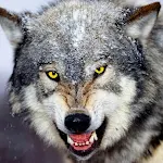 Cover Image of Download Wolf Wallpapers  APK