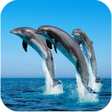 Delfin Wallpapers HD icon