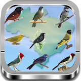 Cantos dos Pássaros |Completos icon