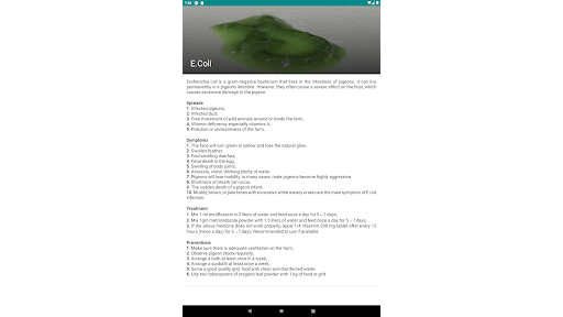 Pigeon disease and treatment