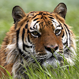 tiger live wallpaper icon
