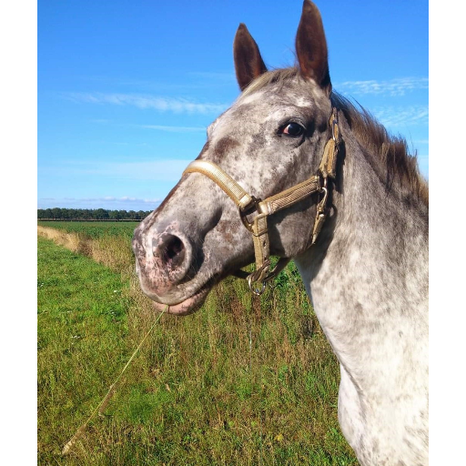 Pure Horse &ndash; Paarden App