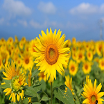 Cover Image of डाउनलोड Sunflower HD wallpapers  APK