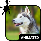 Cute Husky Animated Keyboard + Live Wallpaper icon