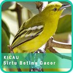 Cover Image of Descargar New Suara Sirtu Betina Gacor Koleksi Mp3 Offline 1.0 APK