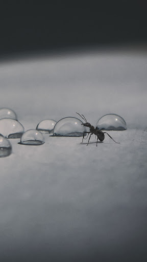 moving ants wallpaper