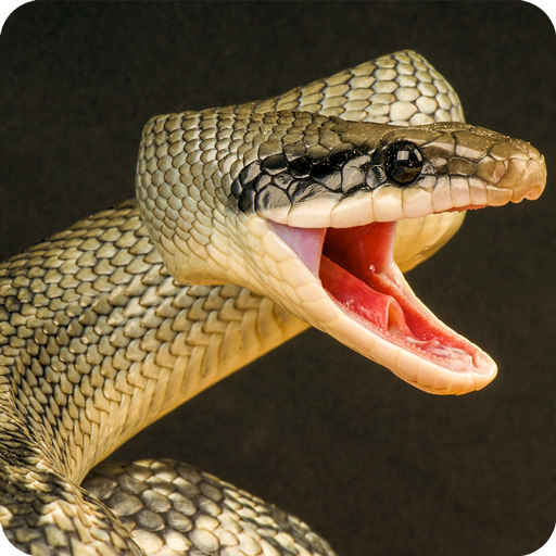 Anaconda Rampage Snake Attack  Icon