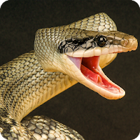 Anaconda rampage: гигантская атака змеей