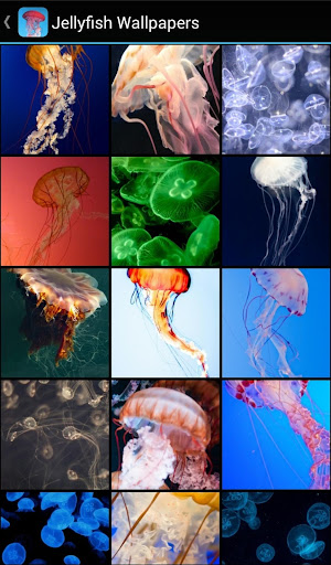 Android application Jellyfish Wallpapers screenshort