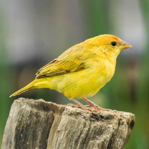 Canary Bird Sounds logo