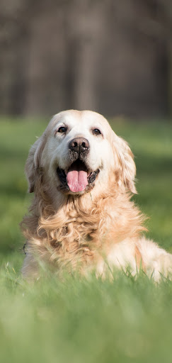 Golden Retriever Dog Wallpaper Screenshot