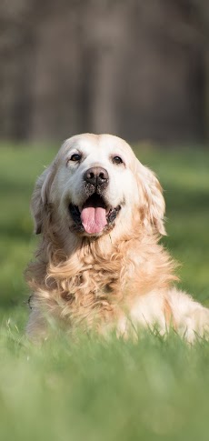 Golden Retriever Dog Wallpaperのおすすめ画像5