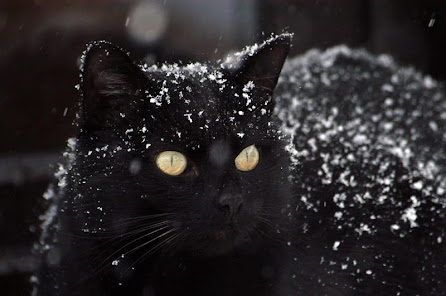 Captura 21 Gatos negros fondo de pantalla android