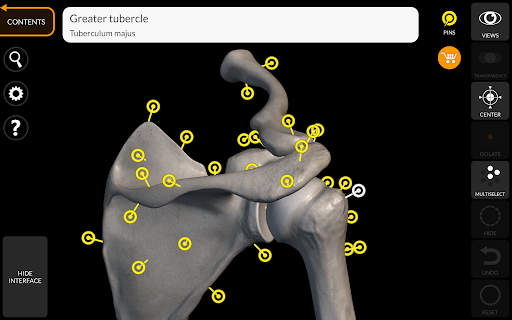 Screenshot of Skeleton | 3D Anatomy
