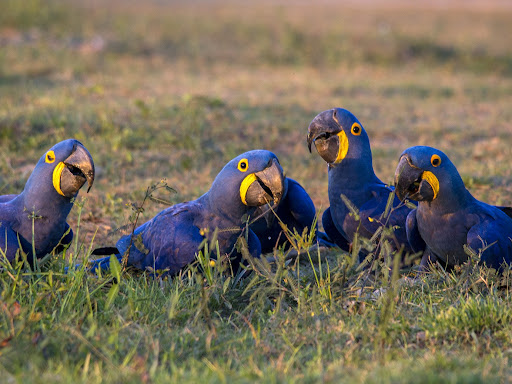 Hyacinth Macaw Wallpaper HD Screen 3