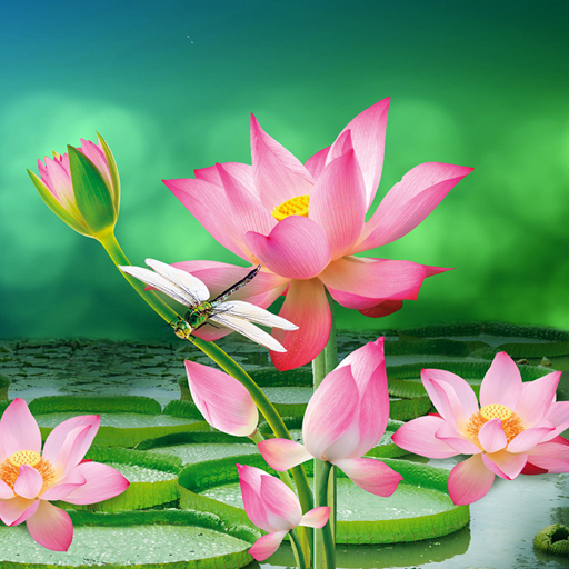 Lotus Live Wallpaper - Apps on Google Play