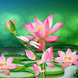 Lotus Live Wallpaper icon