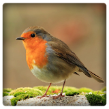 Sounds of Robin Bird icon