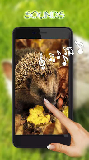 Hedgehogs Live Wallpaper