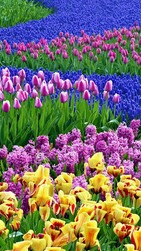 Download Garden Wallpaper Free for Android - Garden Wallpaper APK Download  