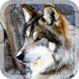 Wild Wolves Live Wallpaper icon