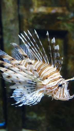 Android application lionfish wallpaper screenshort